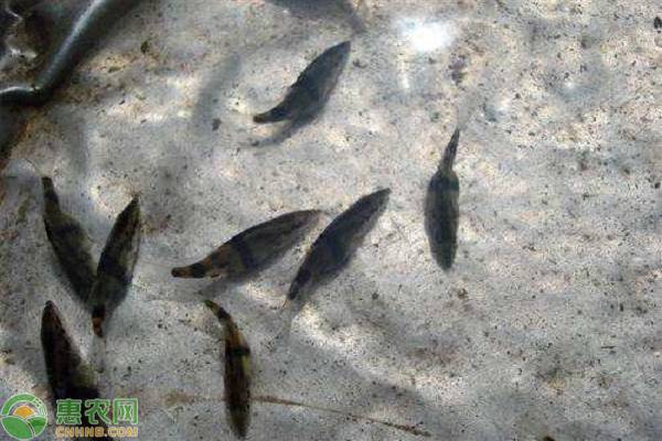石斑鱼苗黑身病防治新方法,石斑鱼苗黑身的原因