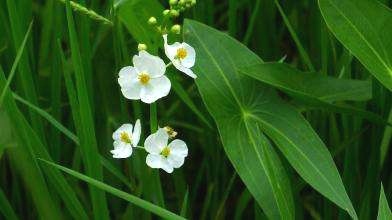 高效氟吡甲禾灵除草剂防治什么草,防治葎草的除草剂