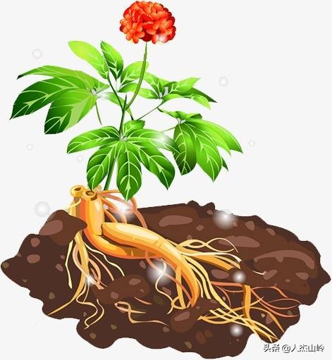 台子沟村――小珠山上有人参、仙桃、紫草