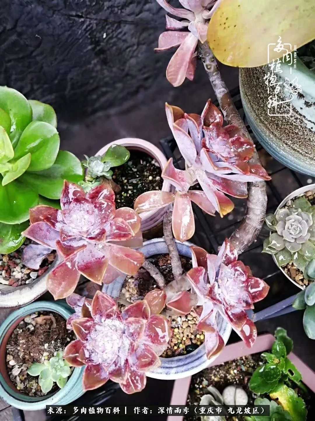 在重庆养多肉养的是一种信仰,重庆养多肉适合用什么土