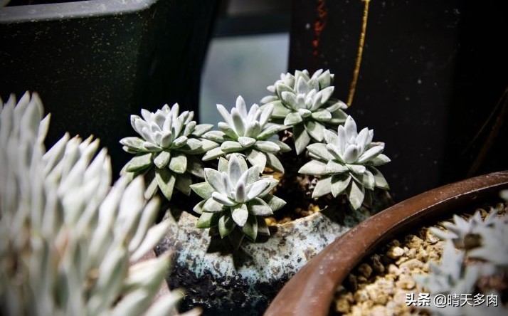 你看花如雪如霜白璧无瑕——多肉仙女杯大集合