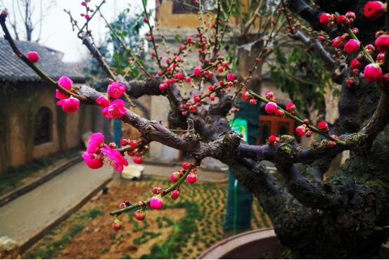 安心居家欣赏美景,郑州二七区樱桃沟管委会美丽乡村