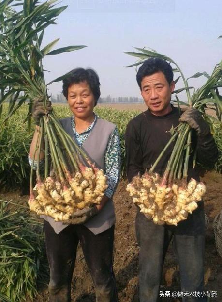 农作物苗期用哪个调节剂比较好,作物生长调节剂大全