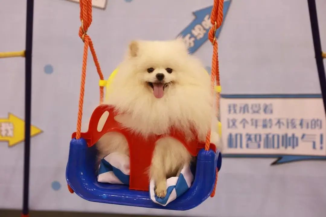 重庆宠博会2024年时间表,第二届天一重庆国际宠博会