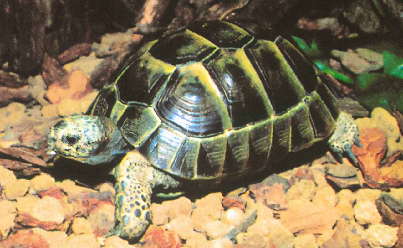 各种龟类图片大全大图,龟类展示会