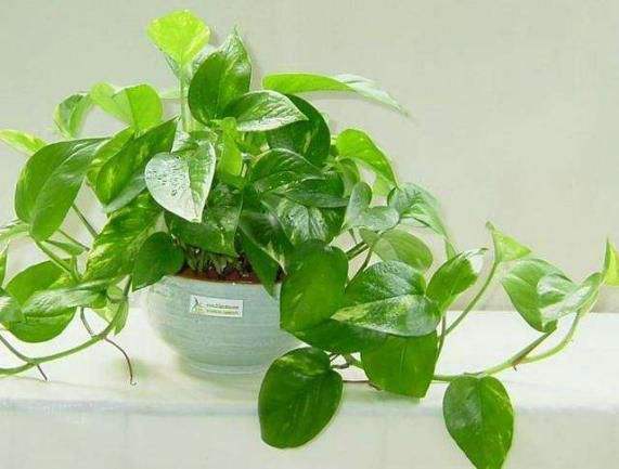 绿萝养着变黄是怎么回事,绿萝养着养着就黄了是什么原因