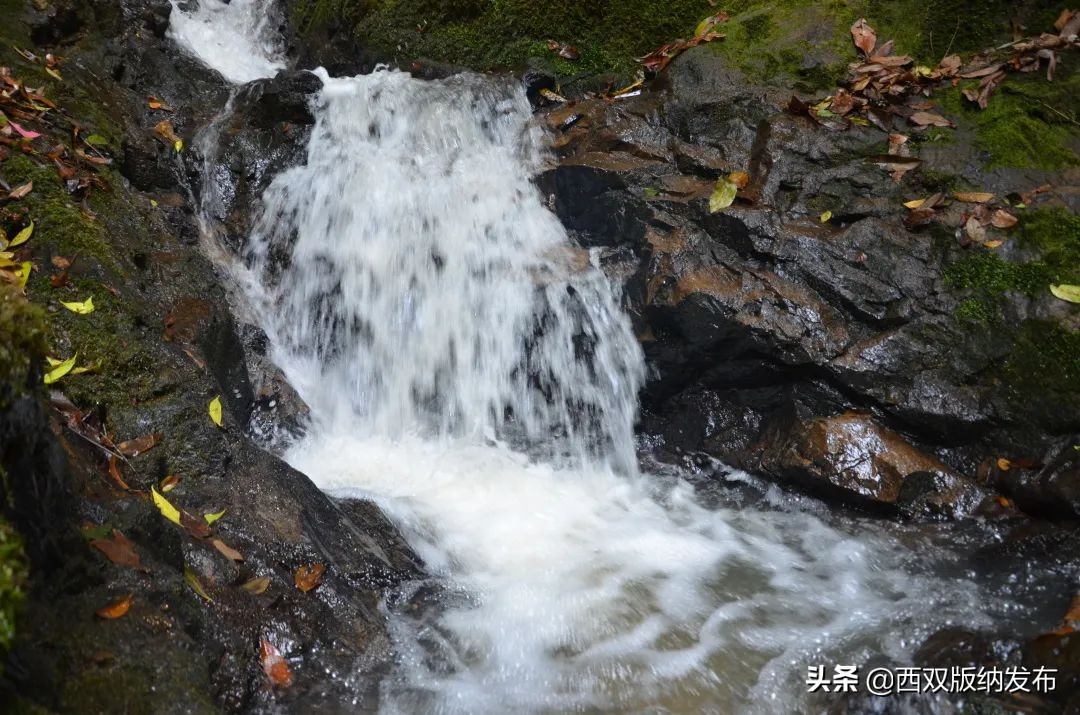 勐海旅游攻略自由行路线图,中国旅游日云南西双版纳