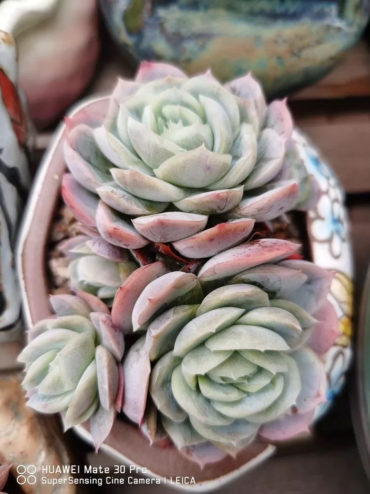 冬日如何更好地养多肉,冬天可以户外养护的多肉