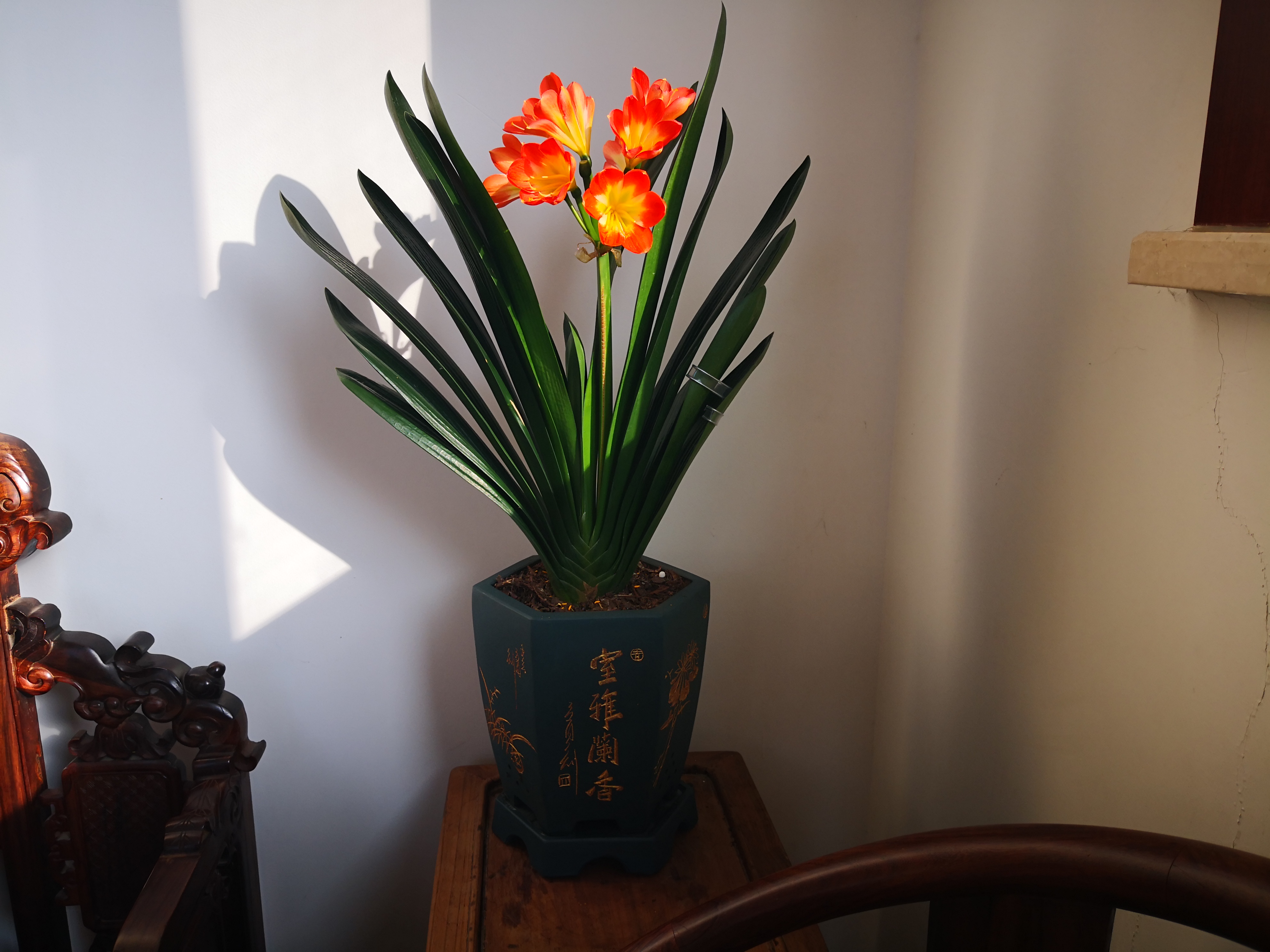 怎样让君子兰根系茂盛,如何促进君子兰根系生长