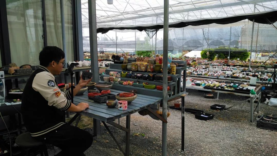 多肉基地批发生石花直播,多肉生石花直播销量第一名