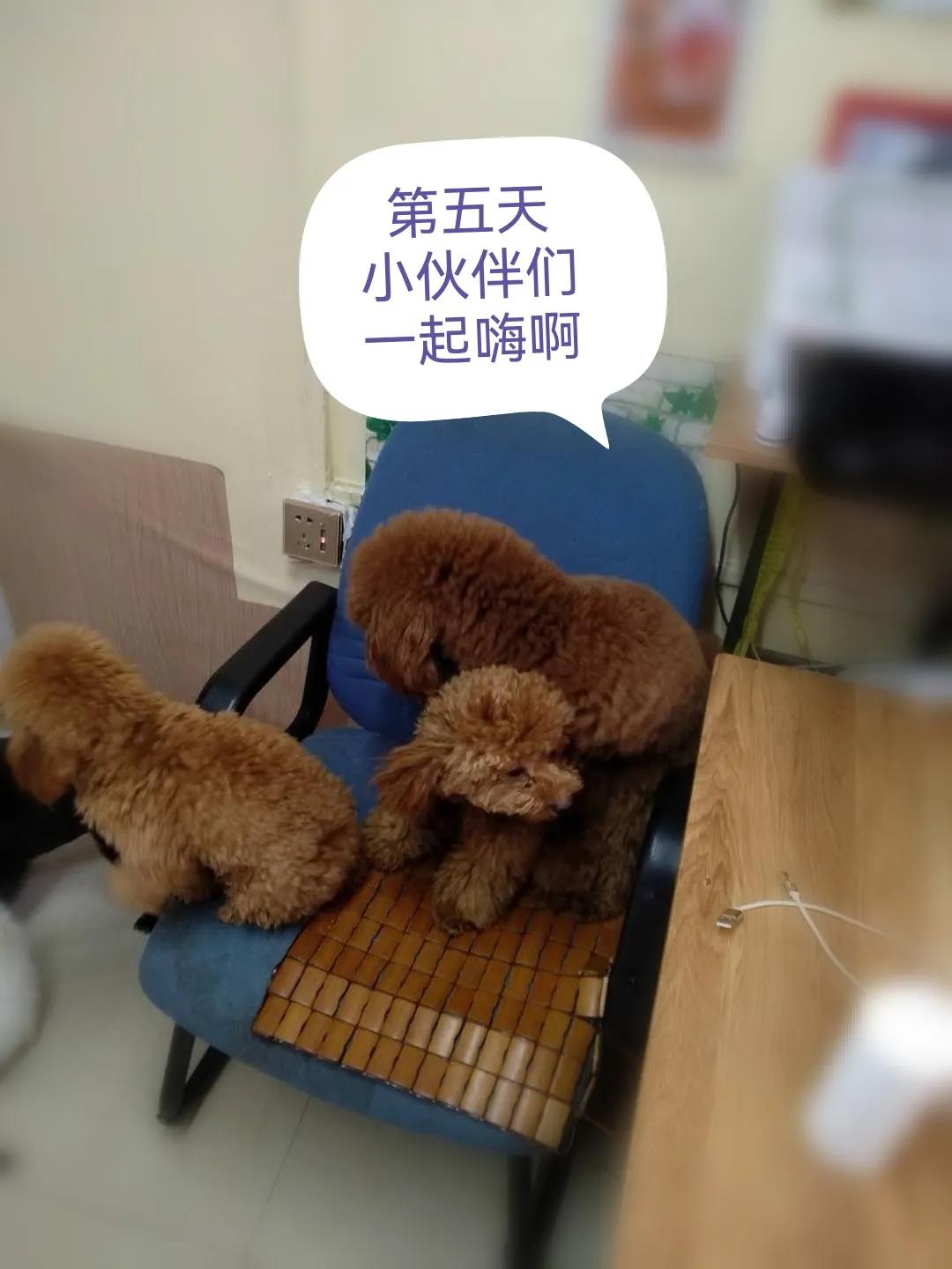 国庆七天乐毕福剑主持,国庆七天乐已经正式拉开帷幕