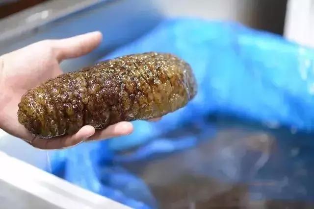 海参的高级介绍,海参营养丰富可你真的了解海参吗