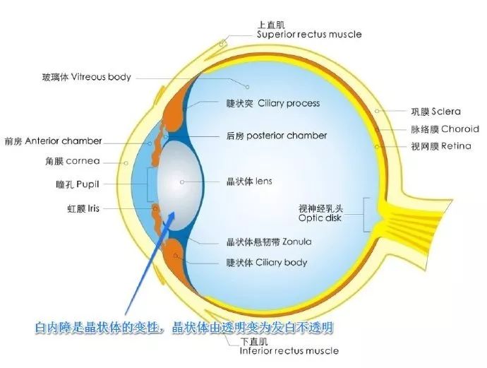 猫咪常见疾病治疗用药,猫咪常见眼睛疾病及护理