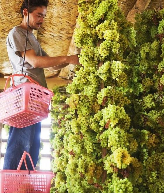 真正的黑色葡萄干,正宗的新葡萄干