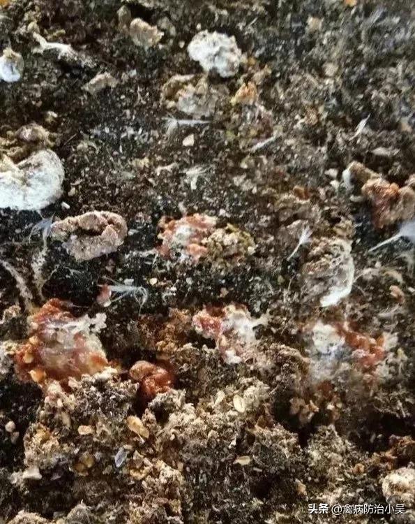 鸡腺肌胃炎发病原因,鸡腺肌胃炎最佳防治方法