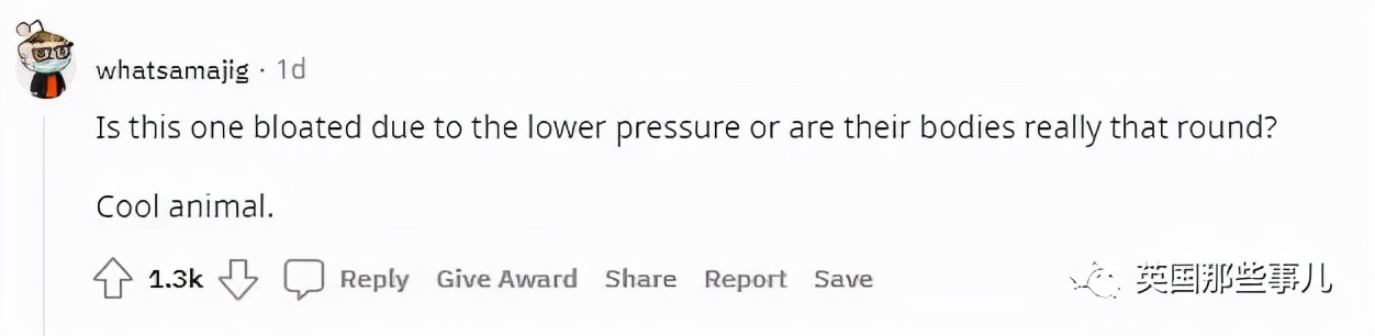 鲨鱼身体，猪猪的脸？意大利船员，打捞到了一只猪脸鲨鱼...