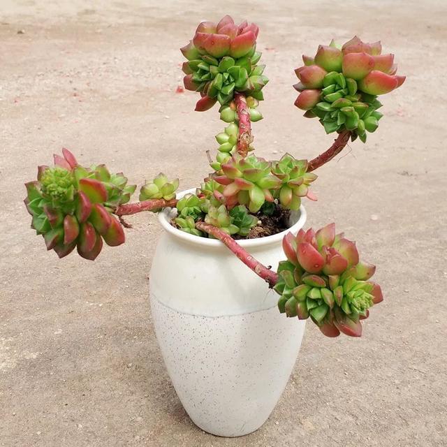 蒂亚怎样养才能变红,蒂亚夏季怎么养