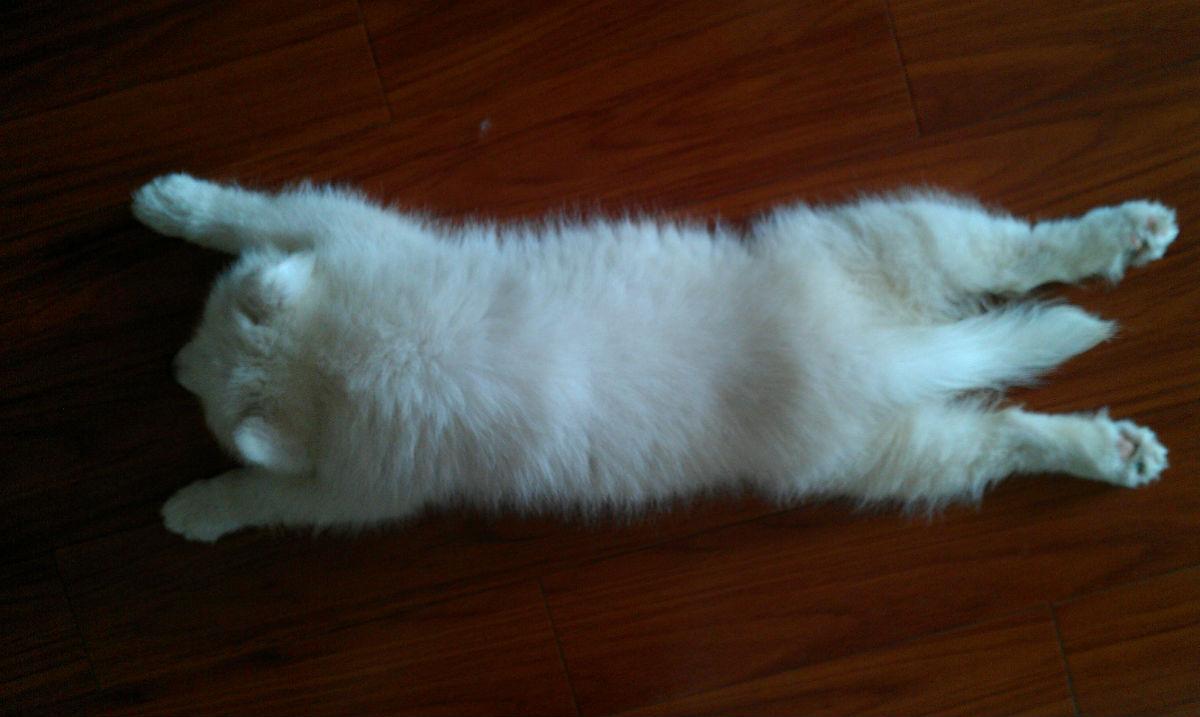 萨摩耶幼犬有泪痕是什么原因,萨摩耶吃什么狗粮没有泪痕