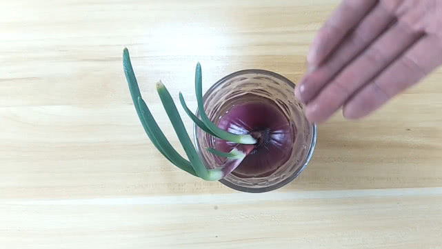 洋葱的一些知识,洋葱生活常识知识