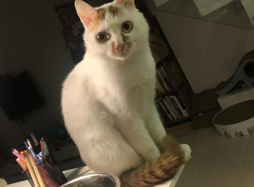 给猫咪买零食一般买什么好,猫咪吃8块钱一斤的猫粮