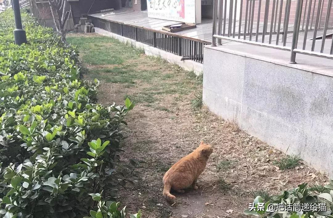 猫故事书籍,猫故事小说