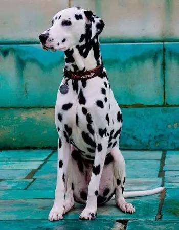 黑白花四眼宠物狗是什么品种,宠物狗智商排名前十名的品种