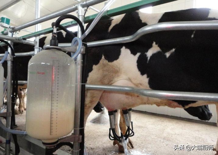 为什么进口奶粉不用生牛乳,为什么奶粉是用羊奶做的