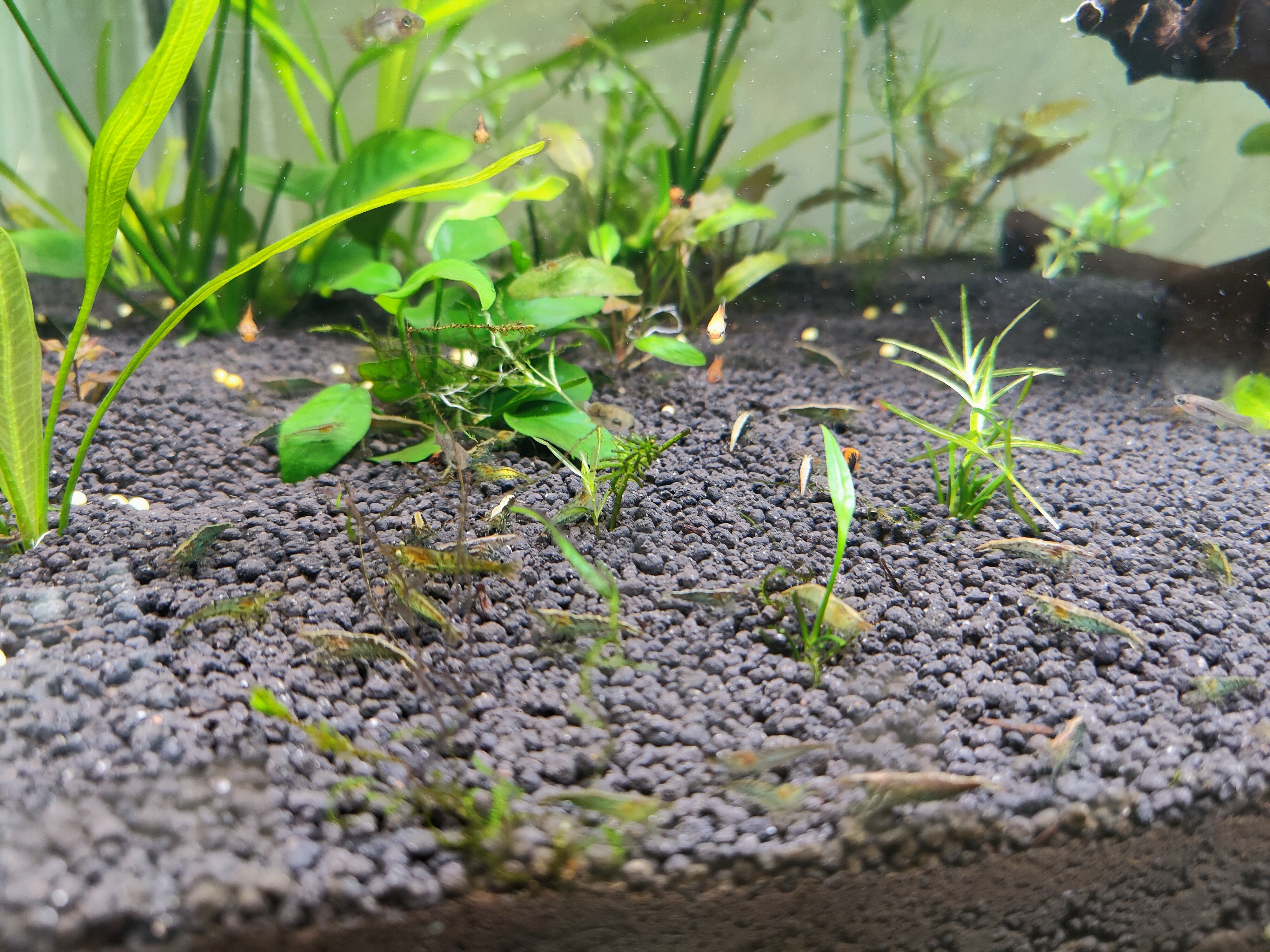 囊螺爆缸会不会导致黑壳虾死亡,10几只黑壳虾一个冬天能爆缸吗