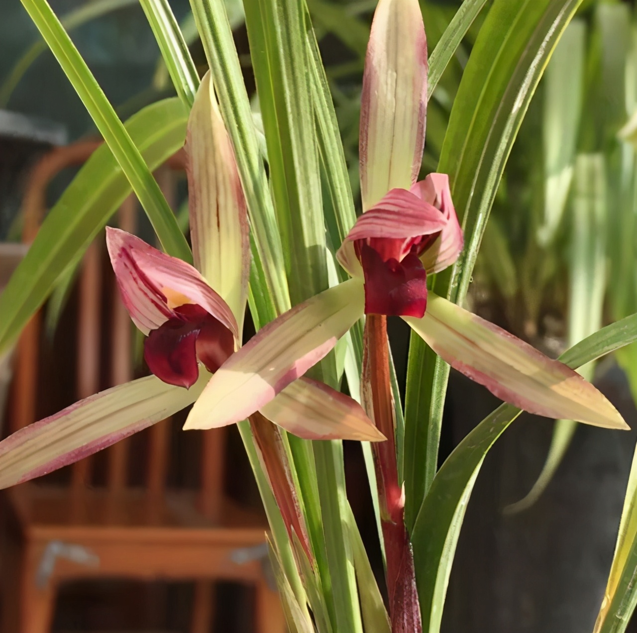 喜欢兰花的征兆,喜欢兰花高贵典雅