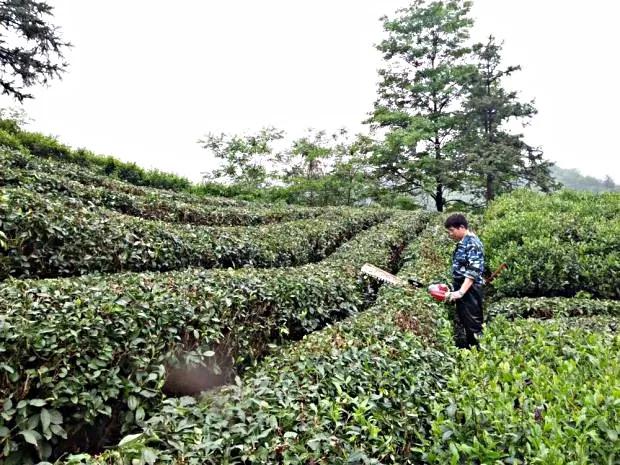 茶叶大户44岁转型干快递，奋斗9年成国家高级工程师