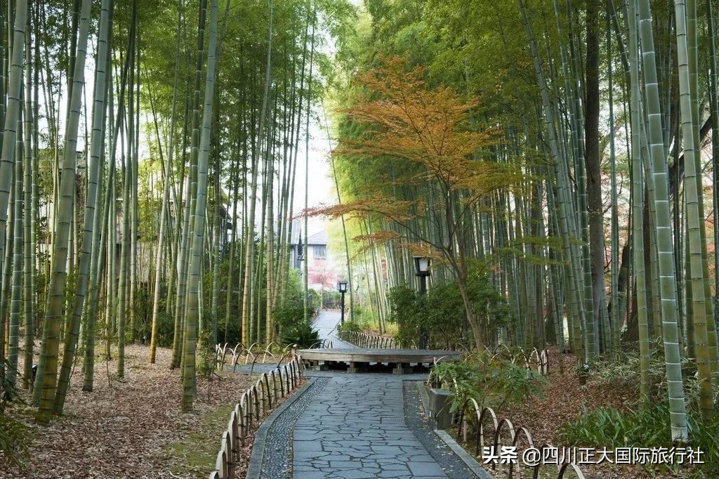 3日行走舞女激情步道体验伊豆万千浪漫