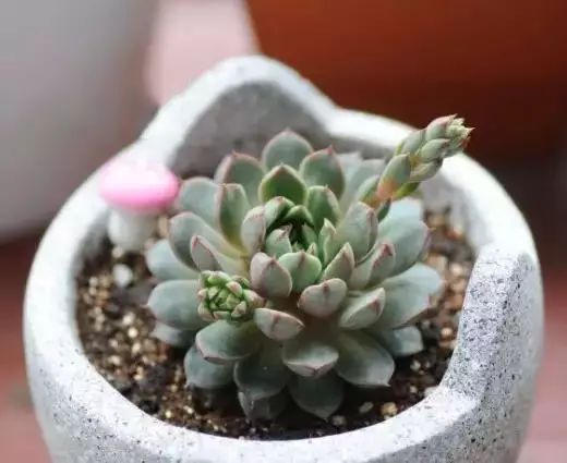 多肉早安图片大全,多肉大全100图