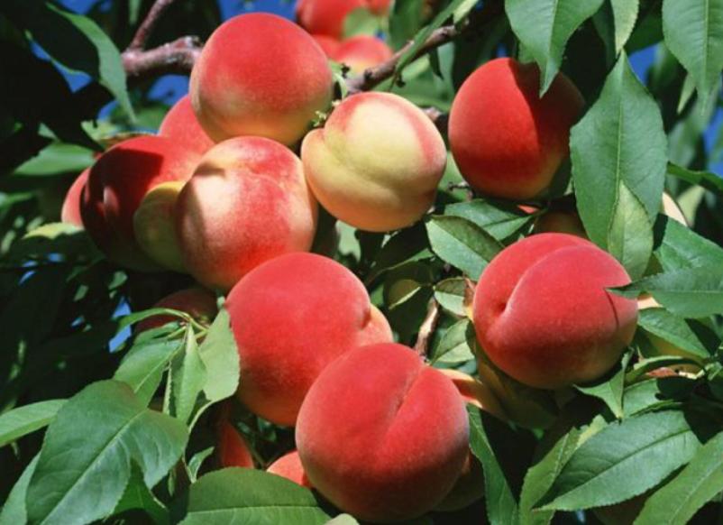 农家致富新思路,农民种田有奇招