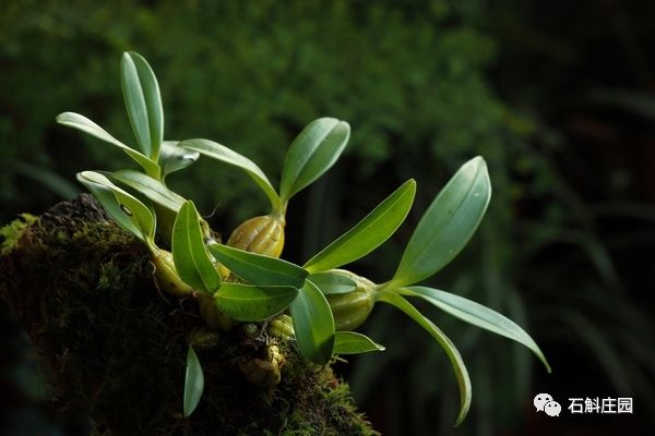 种植石斛兰的正确方法,石斛兰如何种植长得好看