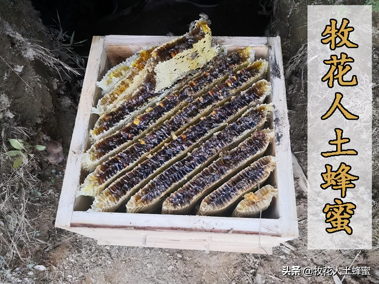 土蜂蜜的价格农家,皇名土蜂蜜价格是多少钱一瓶