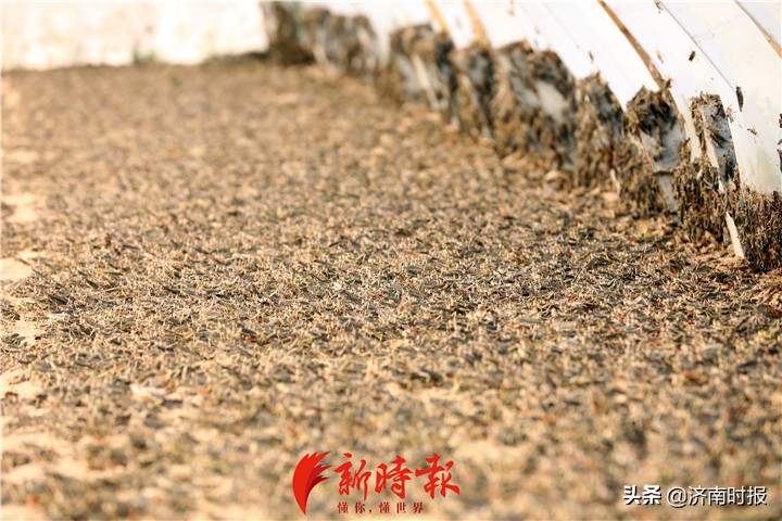 禁野令下东北林蛙养殖业何去何从,禁野令下的野生动物