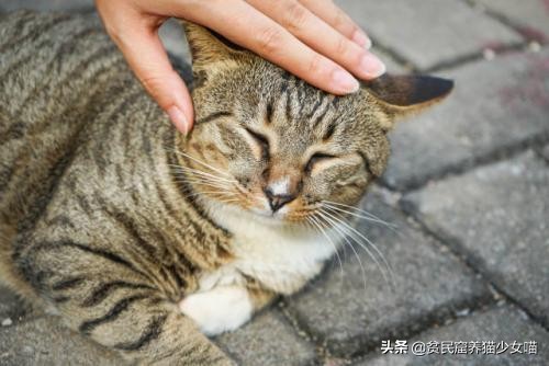 不是《武林秘籍》是《撸猫秘籍》,猫咪被撸时最爱的7个位置