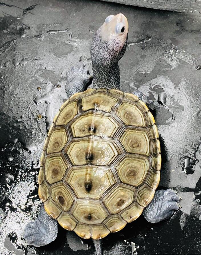 养龟的水流量大对龟的影响,养龟水位有什么要求