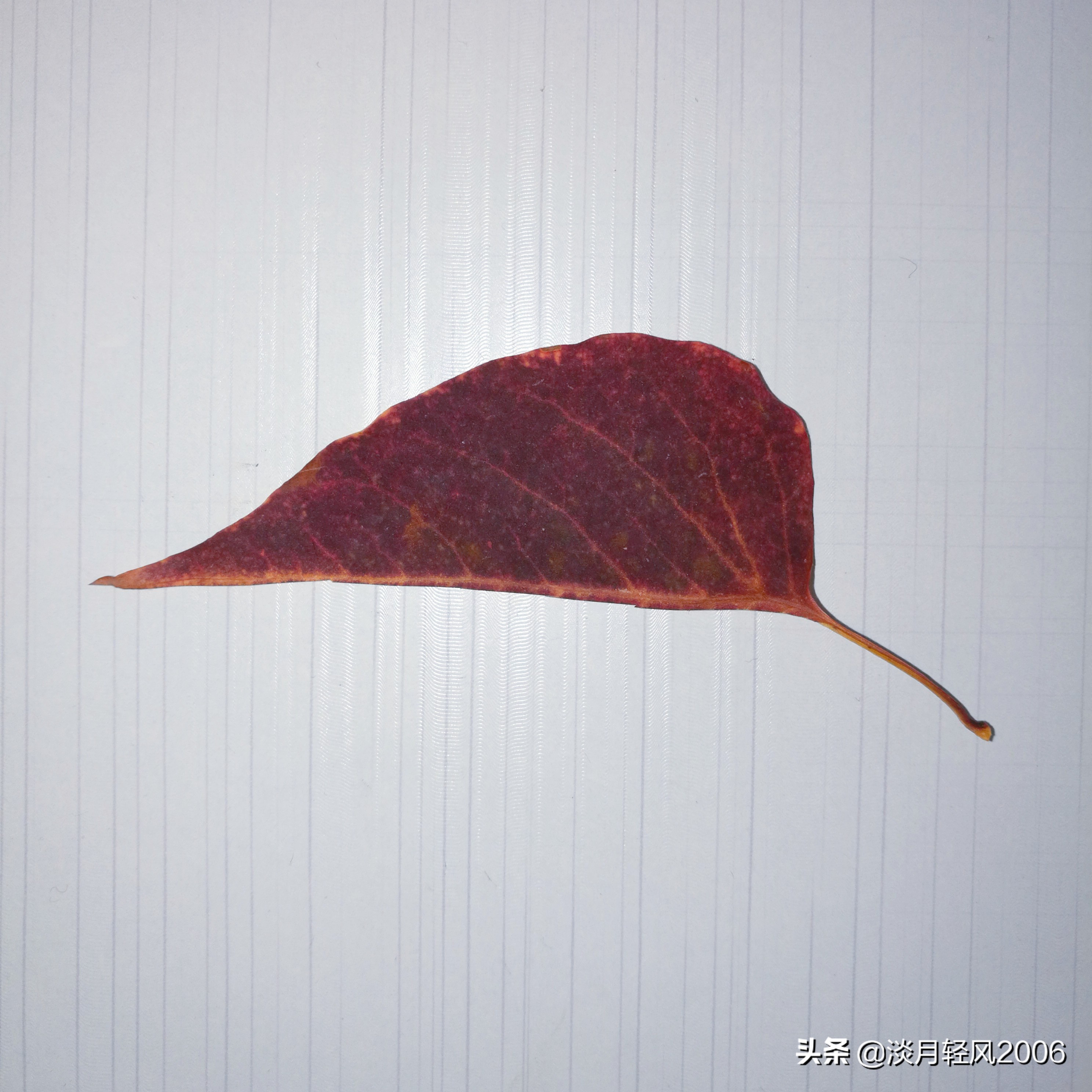 幼儿园冬季手工老鼠贴画,树叶贴画简单又好看老鼠