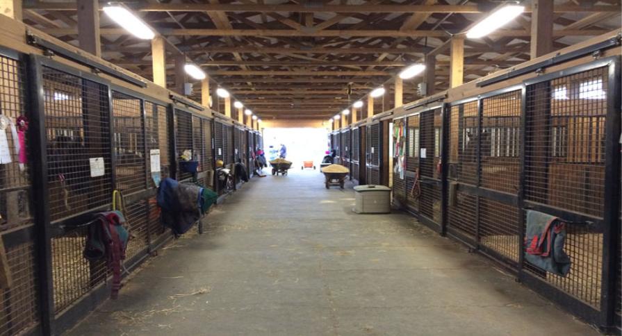 食用蟋蟀养殖赚钱吗农村,食用蟋蟀养殖