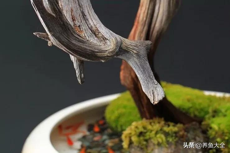 什么金鱼好养又好看,养哪种金鱼又好看又好养