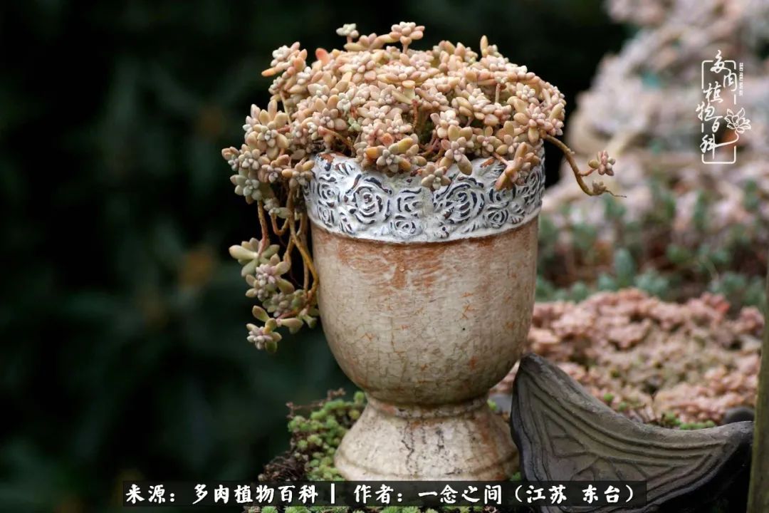 一见多肉误终生,一见多肉误终生从此钱包成路人