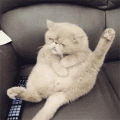 断尾对狗性格有多大影响,犬断尾方法