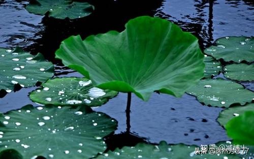 荷叶开得最多最茂盛的地方是哪里,荷叶在哪个地方最好