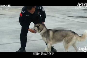 都说哈士奇不能当警犬，但有民警偏要试一试
