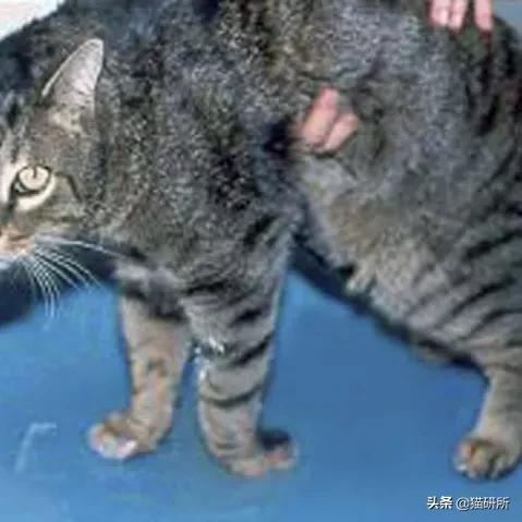 猫咪容易生病补充什么维生素,猫咪维生素a中毒症状是什么