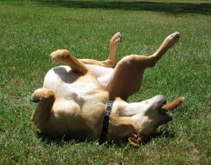 什么会导致癫痫狗狗频繁发病,癫痫狗狗饮食注意什么