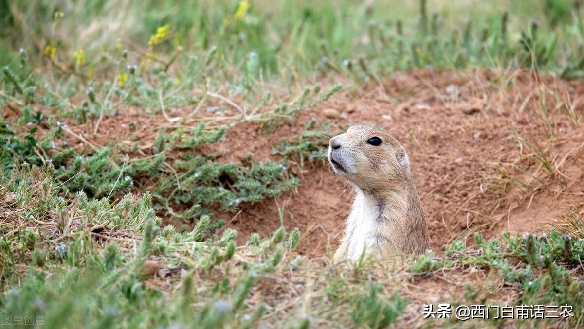 黄鼠狼给鸡拜年最后成功了吗,黄鼠狼给鸡拜年它吃鸡吗