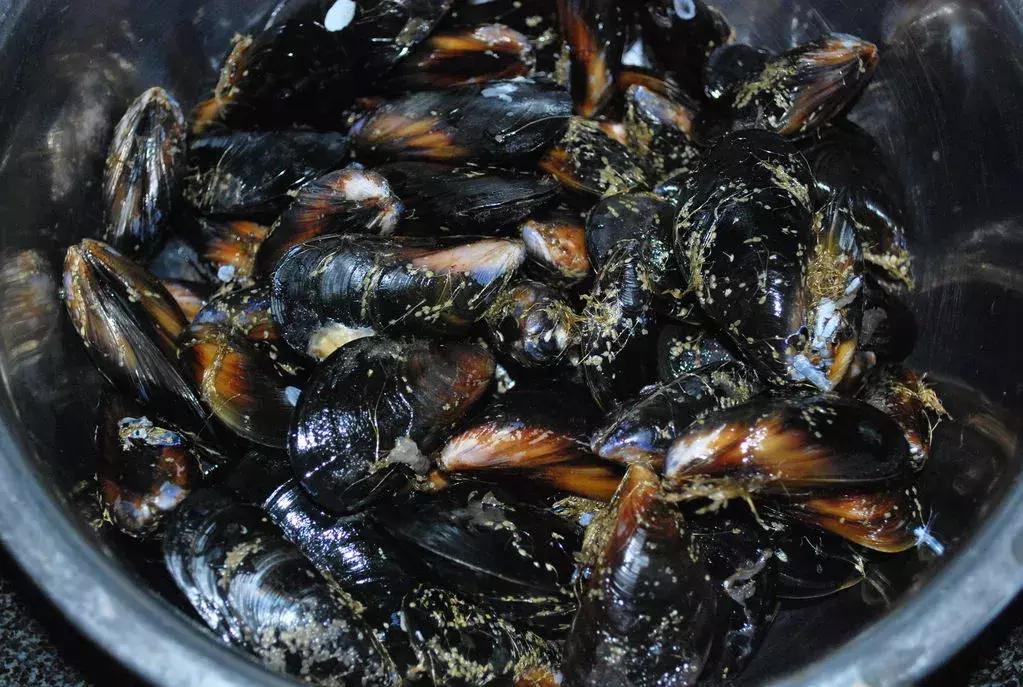 威海海鲜海肠,威海的海鲜有哪些品种