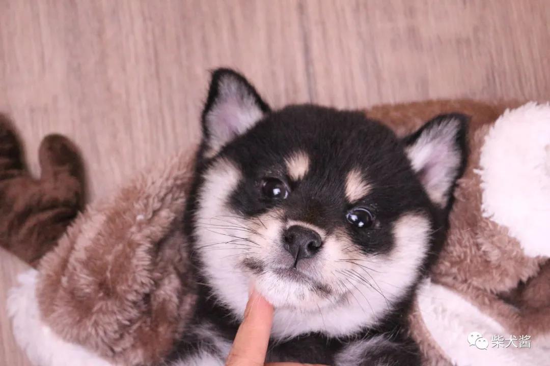 800一只的柴犬可以买吗,1000多的柴犬能买吗